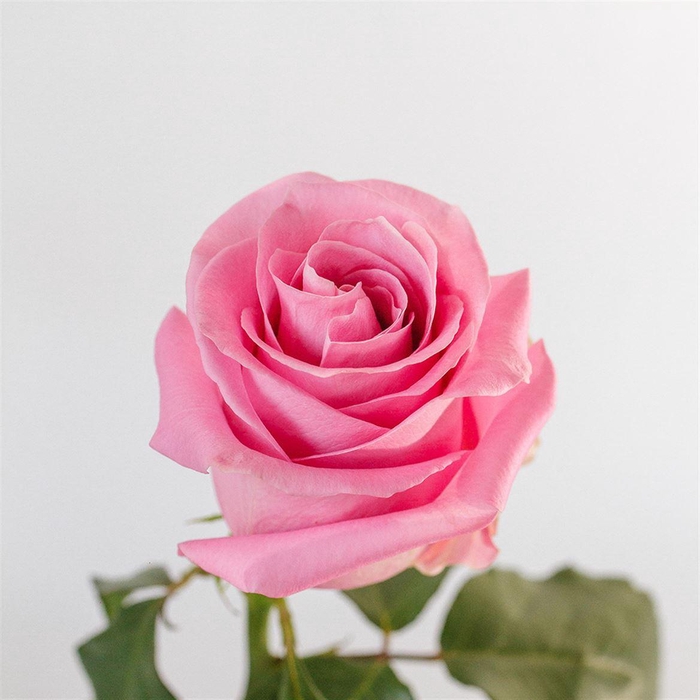 <h4>R Gr Famous</h4>