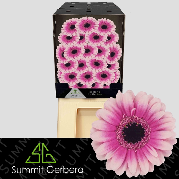 <h4>Germini Leando Diamond</h4>