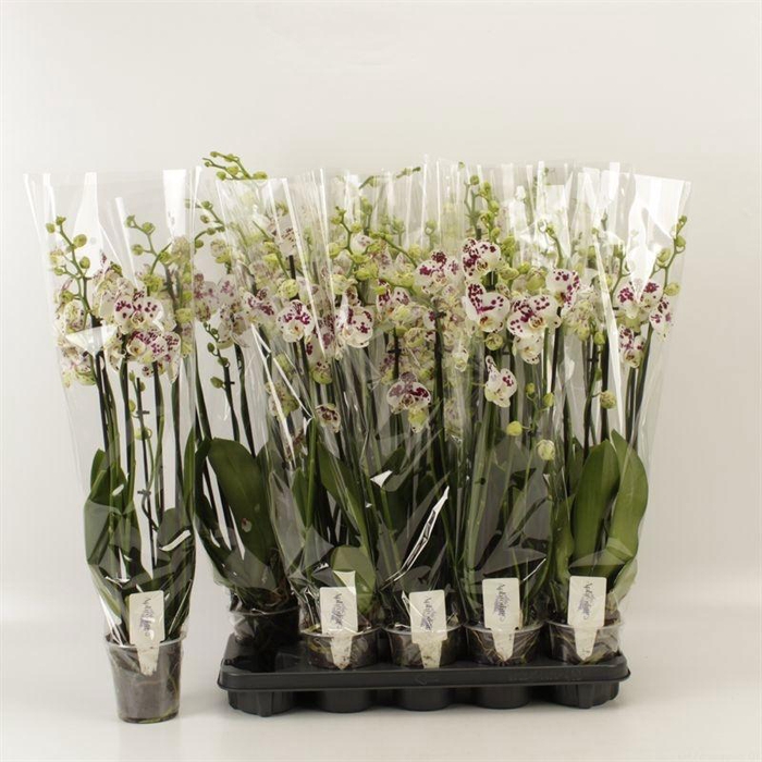 <h4>PHAL AN MARRAKESH</h4>