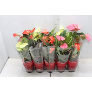 ANTHURIUM VARIADO P12