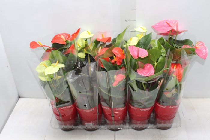 <h4>ANTHURIUM VARIADO P12</h4>