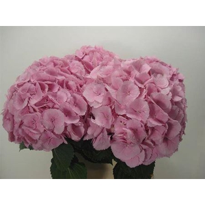 Hydr M Ch Mammoet Rose