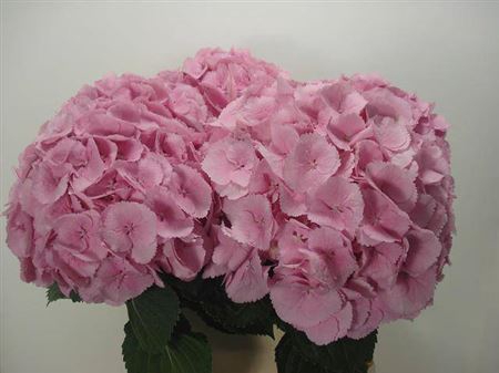 <h4>Hydr M Ch Mammoet Rose</h4>