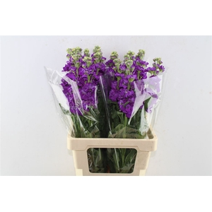 Matth Iron Purple