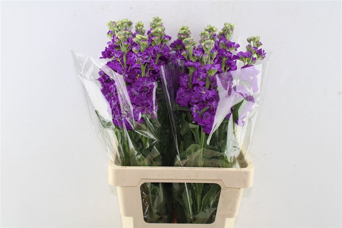 <h4>Matth Iron Purple</h4>