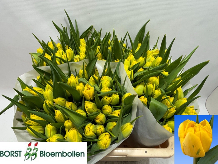 <h4>TU DU SUNSPOT</h4>