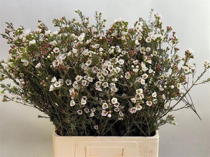 <h4>CHAME MOONL DELIGHT</h4>