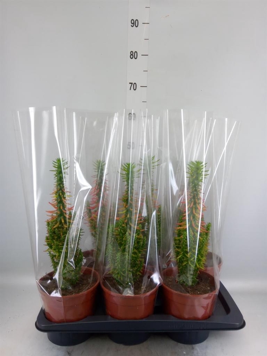 <h4>Austrocylindropuntia subulata</h4>