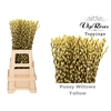 SALIX PUSSY WILLOW YELLOW