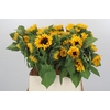 Helianthus Orange Fire