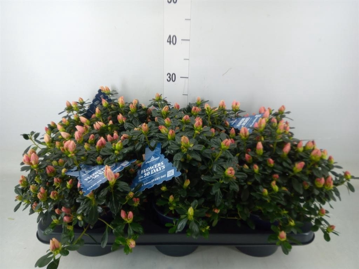 <h4>Rhododendron sim. 'Hor Chris Matto'</h4>