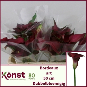 ZANT BORDEAUX ART