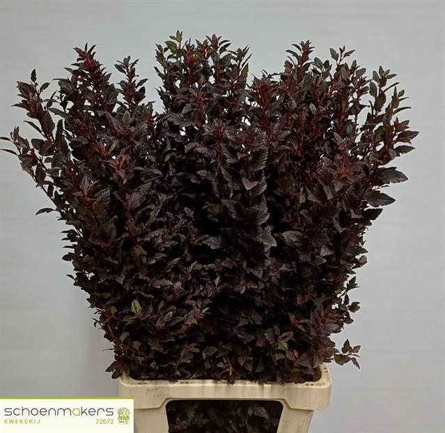 <h4>PHYSOCAR OP M SW CHE</h4>