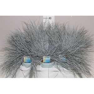 Festuca Gl. Intense Blue