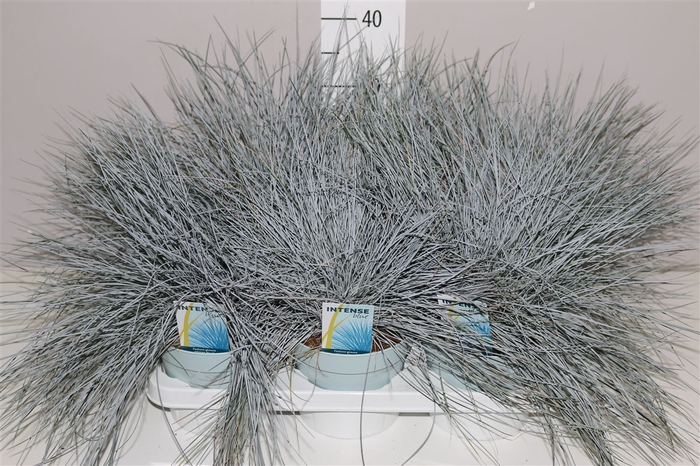 <h4>Festuca Gl. Intense Blue</h4>
