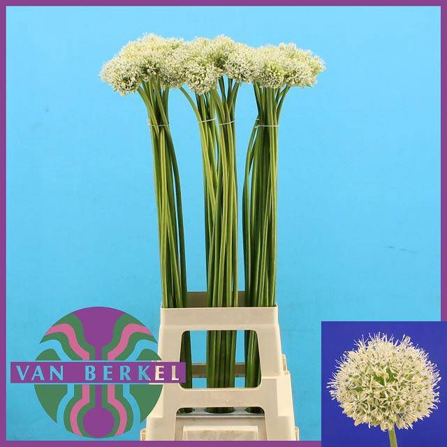 <h4>ALLIUM MOUNT EVEREST</h4>