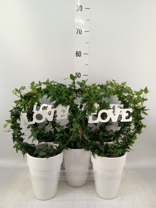 <h4>Hedera   ...green leafed</h4>
