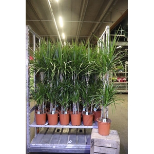 Dra Marginata