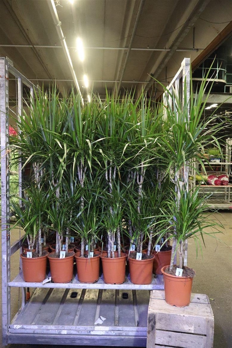 <h4>Dra Marginata</h4>