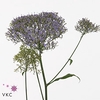 TRACH SUPREME PURPLE