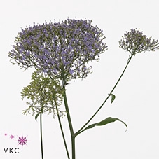 TRACH SUPREME PURPLE