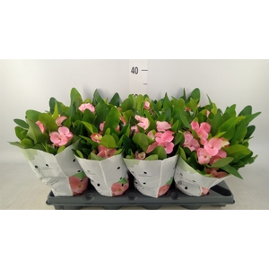 Euphorbia milii   ...