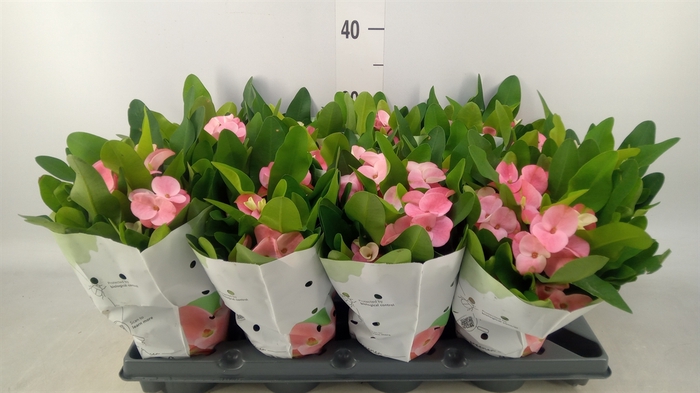 <h4>Euphorbia milii   ...</h4>