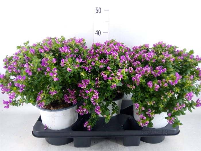 <h4>Polygala myrtifolia</h4>