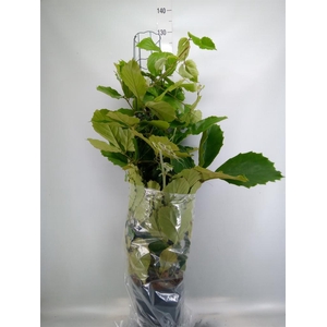 Tetrastigma voinierianum
