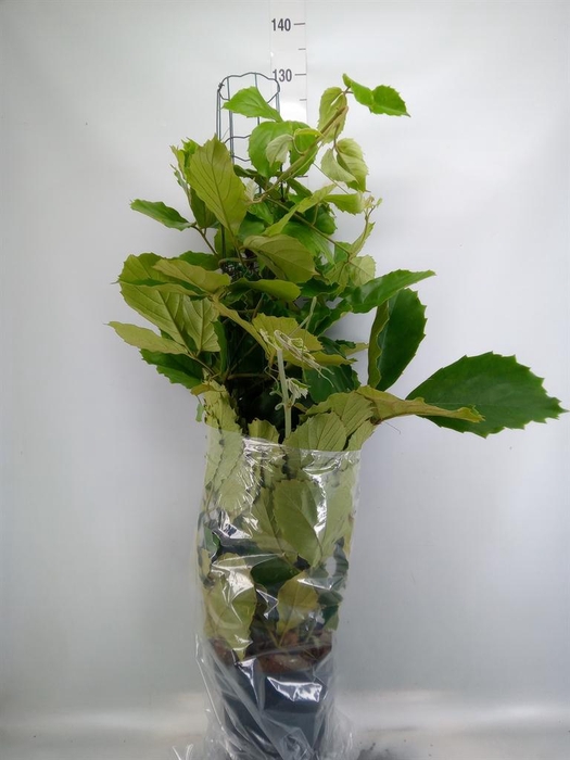 <h4>Tetrastigma voinierianum</h4>