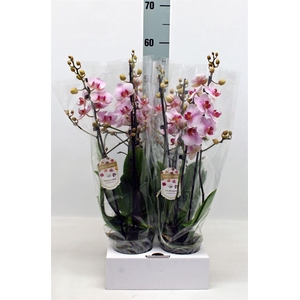 Phalaenopsis   ...