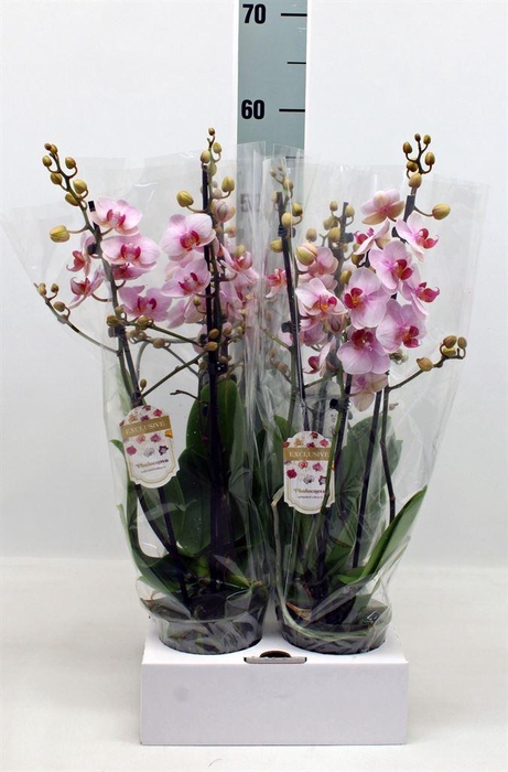 <h4>Phalaenopsis   ...</h4>
