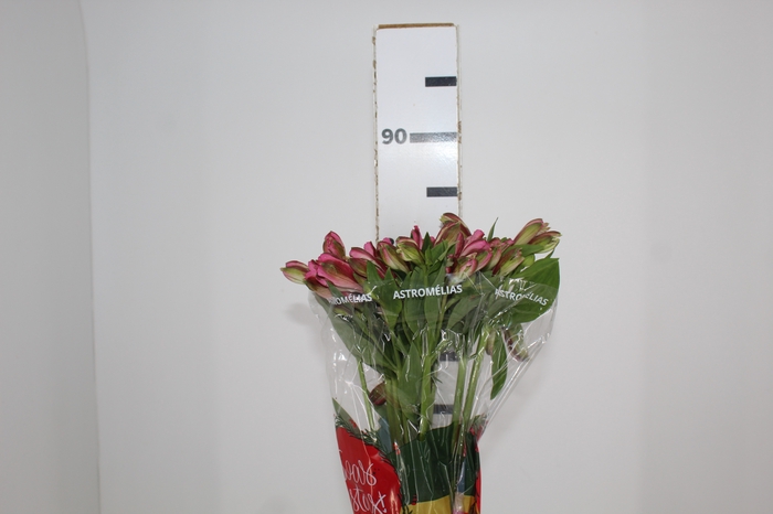 <h4>ALSTROEMERIA JUMBO 080 CM ROSA</h4>