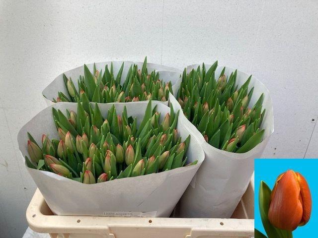 <h4>TU EN ESTA BONITA</h4>