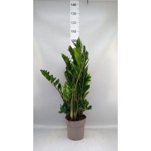Zamioculcas zamiifolia