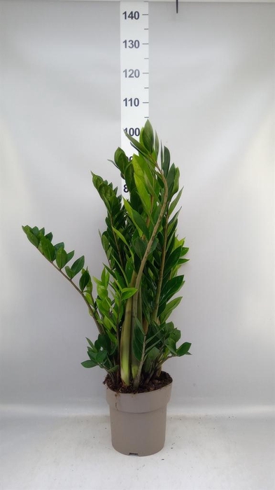 <h4>Zamioculcas zamiifolia</h4>