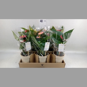 Anthurium   ...mix 4
