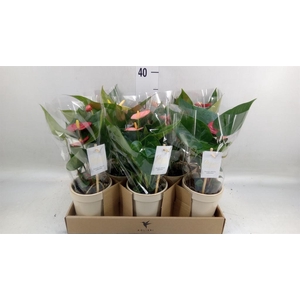 Anthurium   ...mix 4