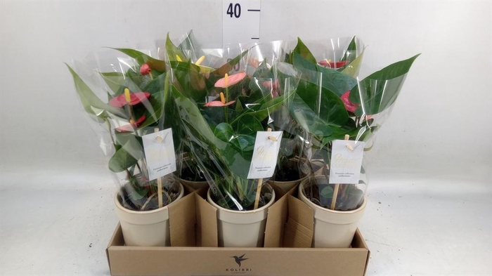 <h4>Anthurium   ...mix 4</h4>