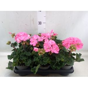 Pelargonium zona.   ...F1
