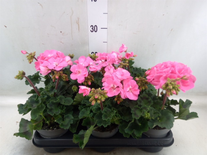 <h4>Pelargonium zona.   ...F1</h4>