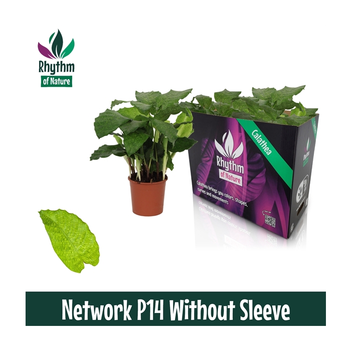 <h4>Calathea 14cm Network Rhythm of Nature zonder hoes</h4>