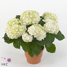 .Hydrangea macrophylla wudu