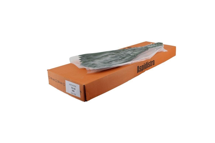 <h4>Aspedistra 70cm V P Queens</h4>