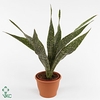 Sansevieria grandis 8Ø 23cm