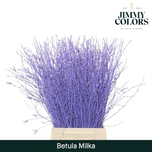 Betula L60 Milka