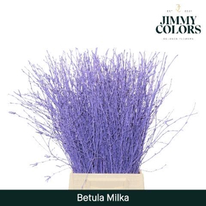 Betula L60 Milka