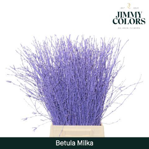 <h4>Betula L60 Milka</h4>
