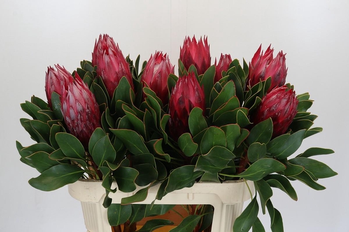 <h4>Protea Cynaroides Madiba</h4>