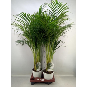 Dypsis lutescens   ...Chrysalidoca